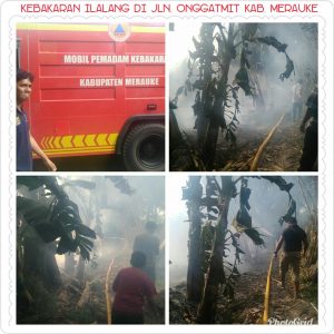 Kebun Pisang Dua Hektar, Dilahap Si Jago Merah