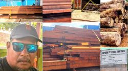 Dinas Kehutanan Papua Diminta Transparan Soal Izin Kayu Log Merbau Di Koya Koso Dan Di Depot AL