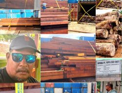 Dinas Kehutanan Papua Diminta Transparan Soal Izin Kayu Log Merbau Di Koya Koso Dan Di Depot AL