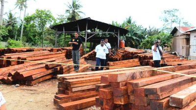 Untuk Amankan Ilegal Loging, Diduga Ada Setoran Puluhan Juta Per Bulan Di Sorsel