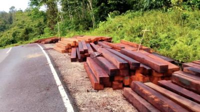 Timbun Kayu Merbau Di Pertigaan Kampung Hamaran Kais, Wasidi: “Kayu² Tersebut Dibawa Ke Perusahaan Alco Timber Di Distrik Moswaren Milik Mingho”