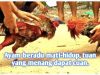 Disinyalir Ada Judi Sabung Ayam Marak Di Koya Barat, Polresta Jayapura Kota Patut Bertindak Tegas